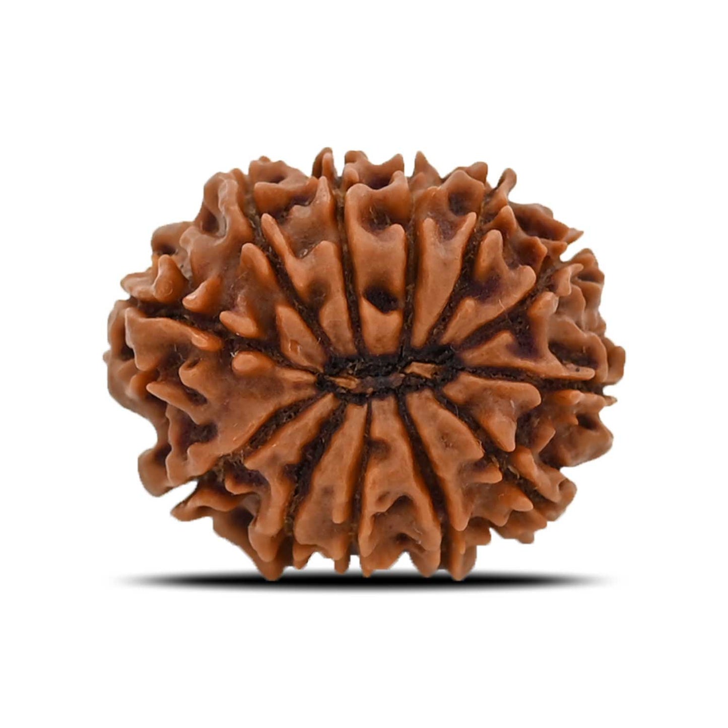 12 Mukhi Rudraksha (Nepal) 25.2 MM
