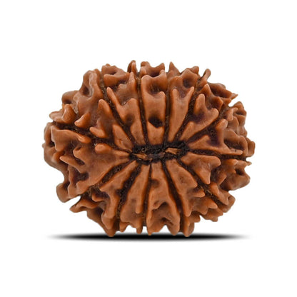 12 Mukhi Rudraksha (Nepal) 25.2 MM