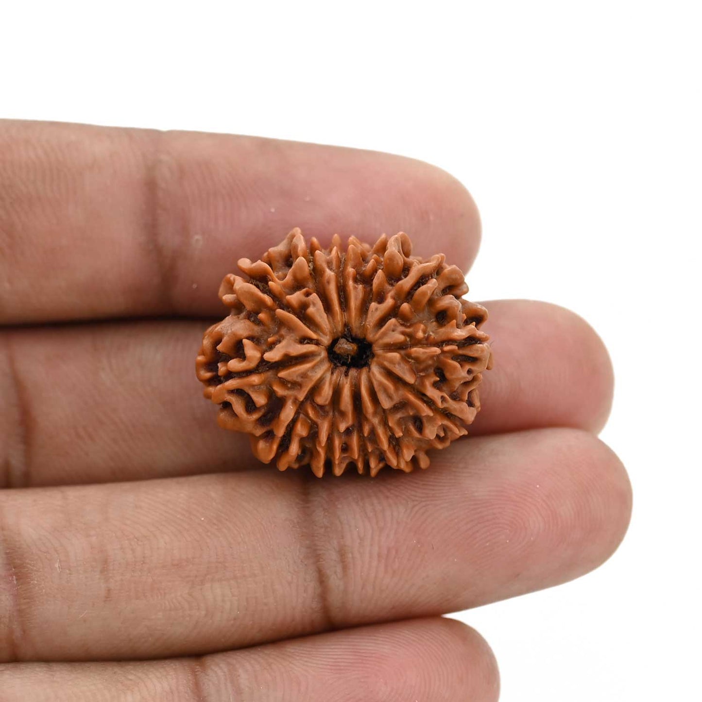 12 Mukhi Rudraksha (Nepal) 25.2 MM