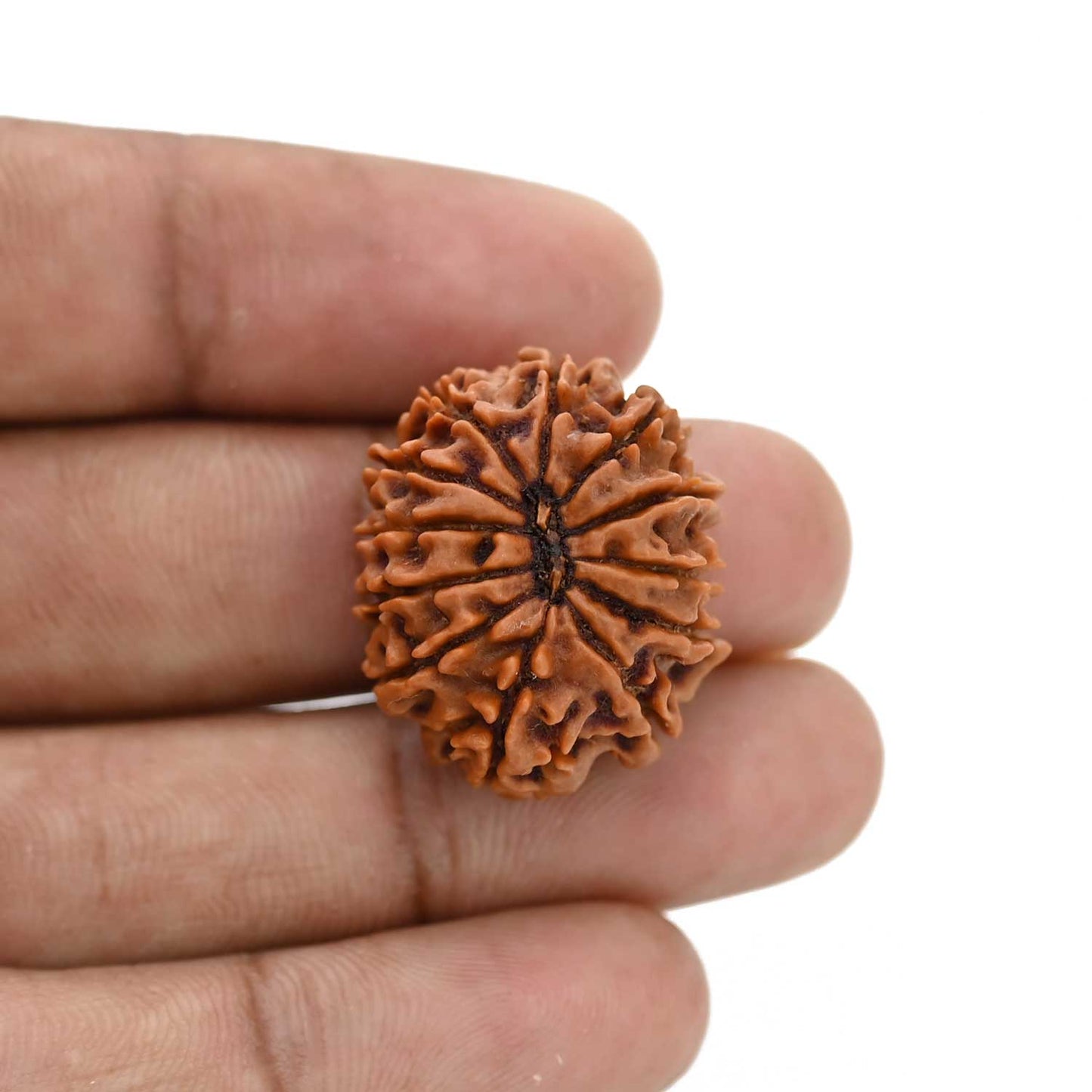 12 Mukhi Rudraksha (Nepal) 25.2 MM