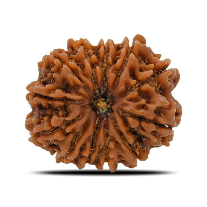 12 Mukhi Rudraksha (Nepal) 25.6 MM