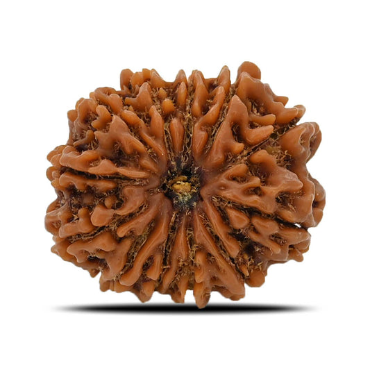 12 Mukhi Rudraksha (Nepal) 25.6 MM