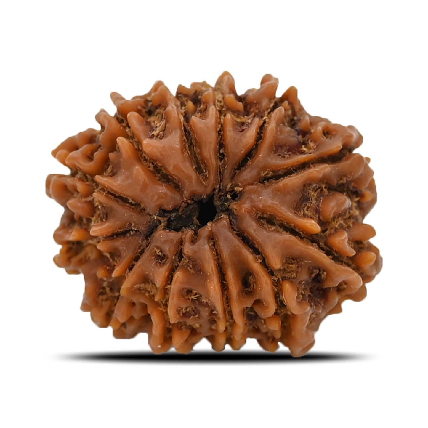 12 Mukhi Rudraksha (Nepal) 25.6 MM