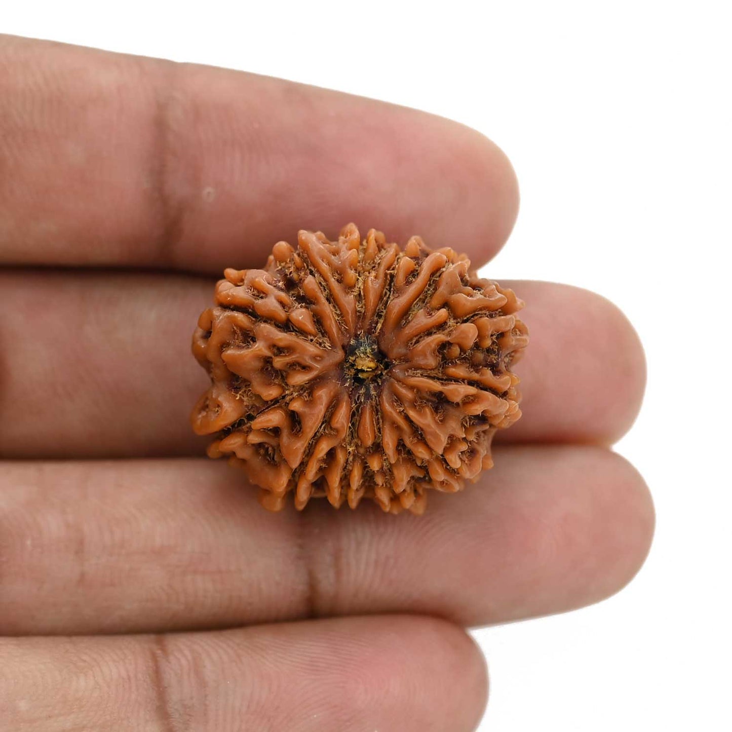 12 Mukhi Rudraksha (Nepal) 25.6 MM