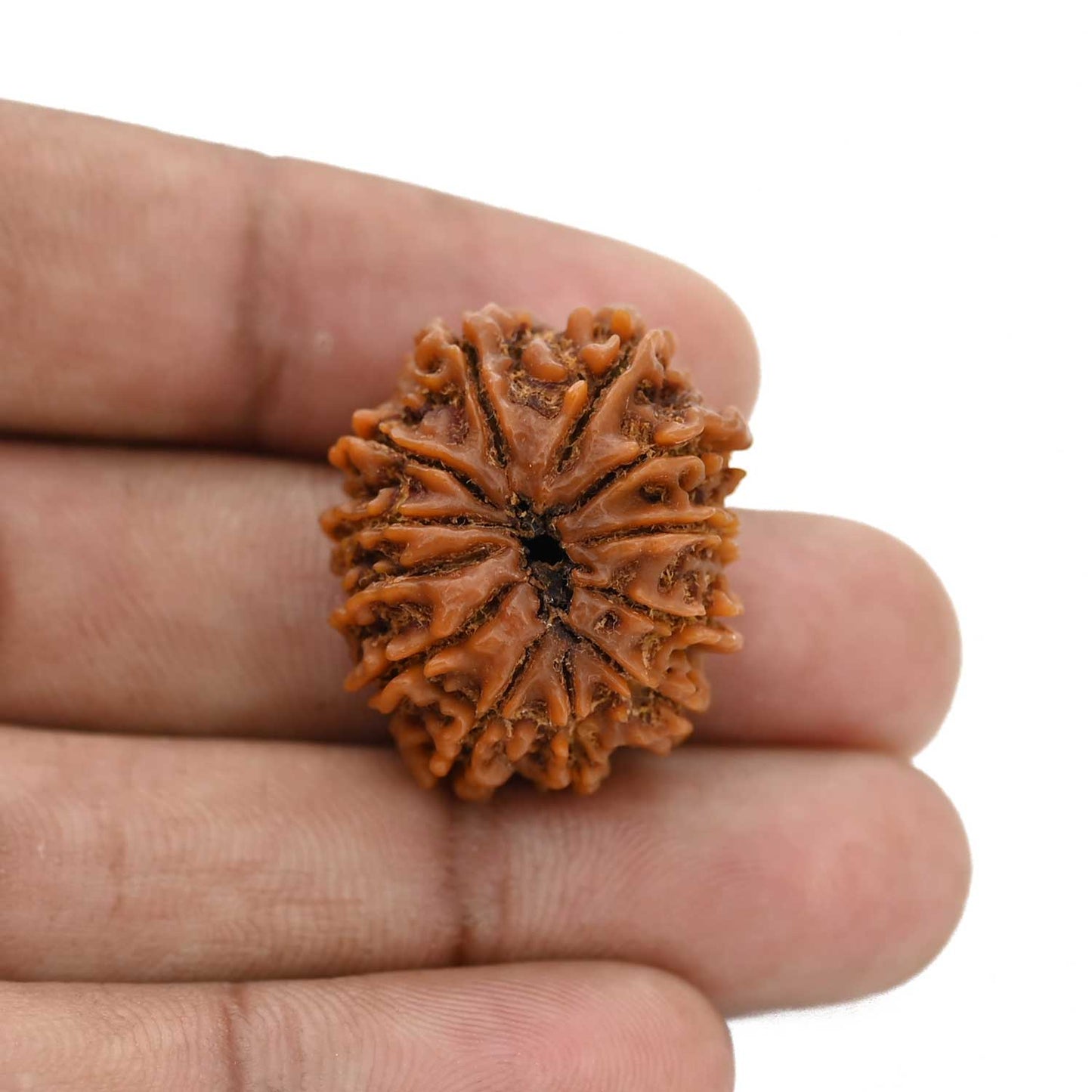 12 Mukhi Rudraksha (Nepal) 25.6 MM