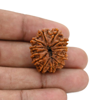 12 Mukhi Rudraksha (Nepal) 25.6 MM