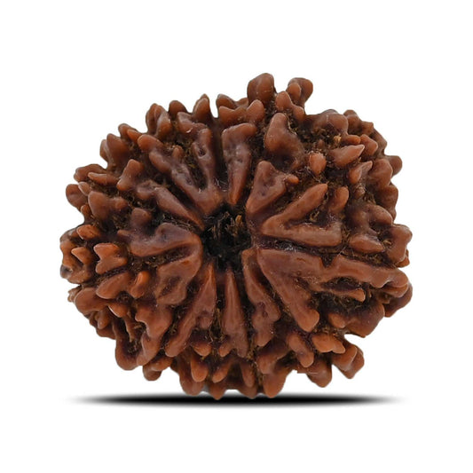 12 Mukhi Rudraksha (Nepal) 27.6 MM