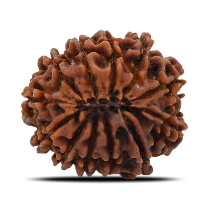 12 Mukhi Rudraksha (Nepal) 27.6 MM
