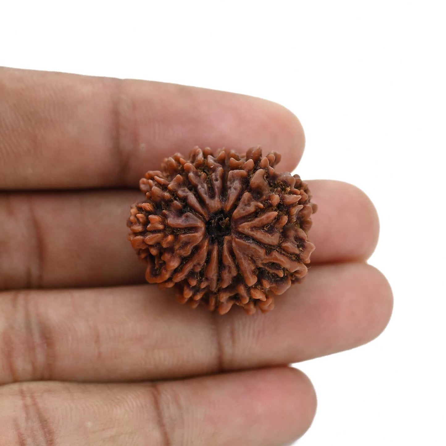 12 Mukhi Rudraksha (Nepal) 27.6 MM