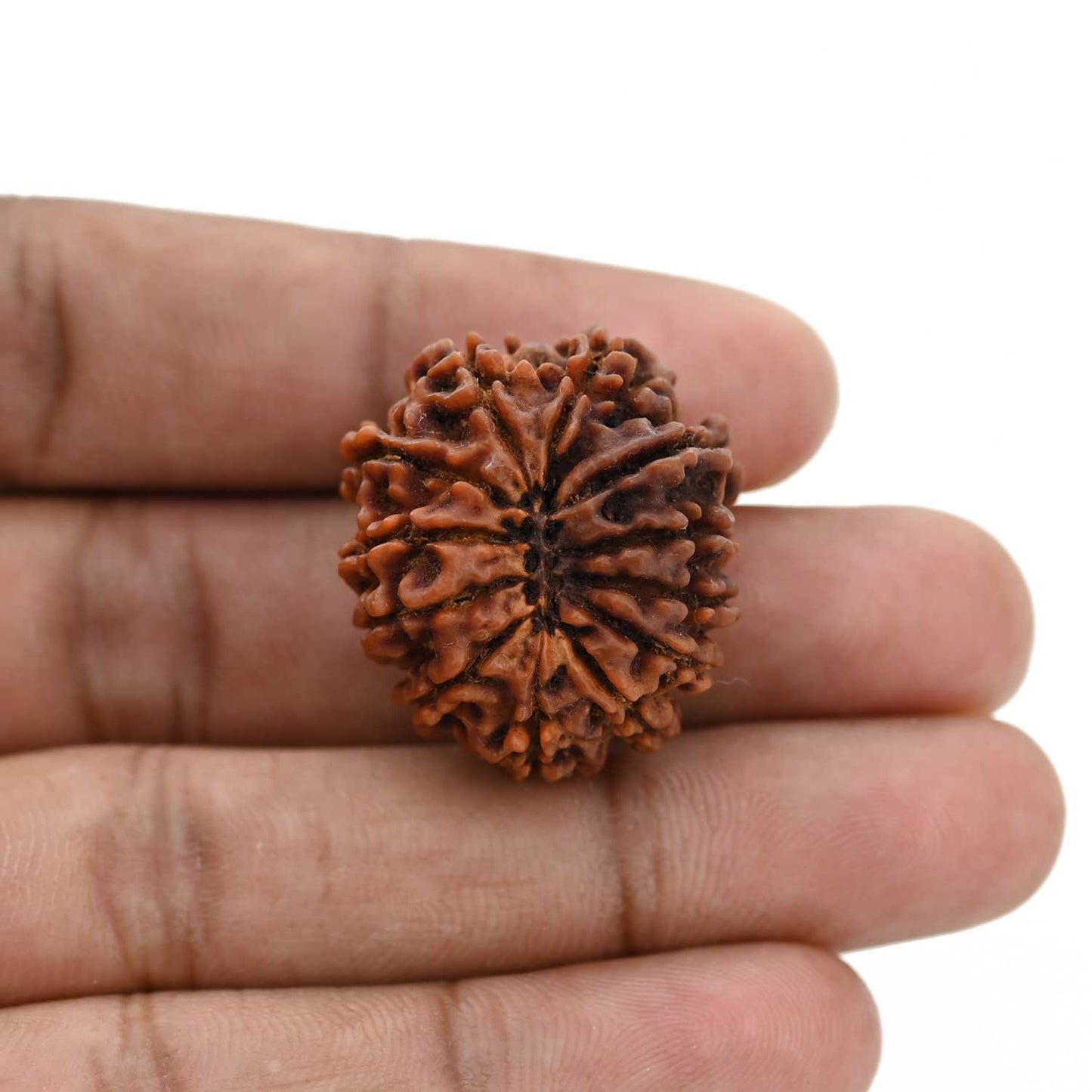 12 Mukhi Rudraksha (Nepal) 27.6 MM