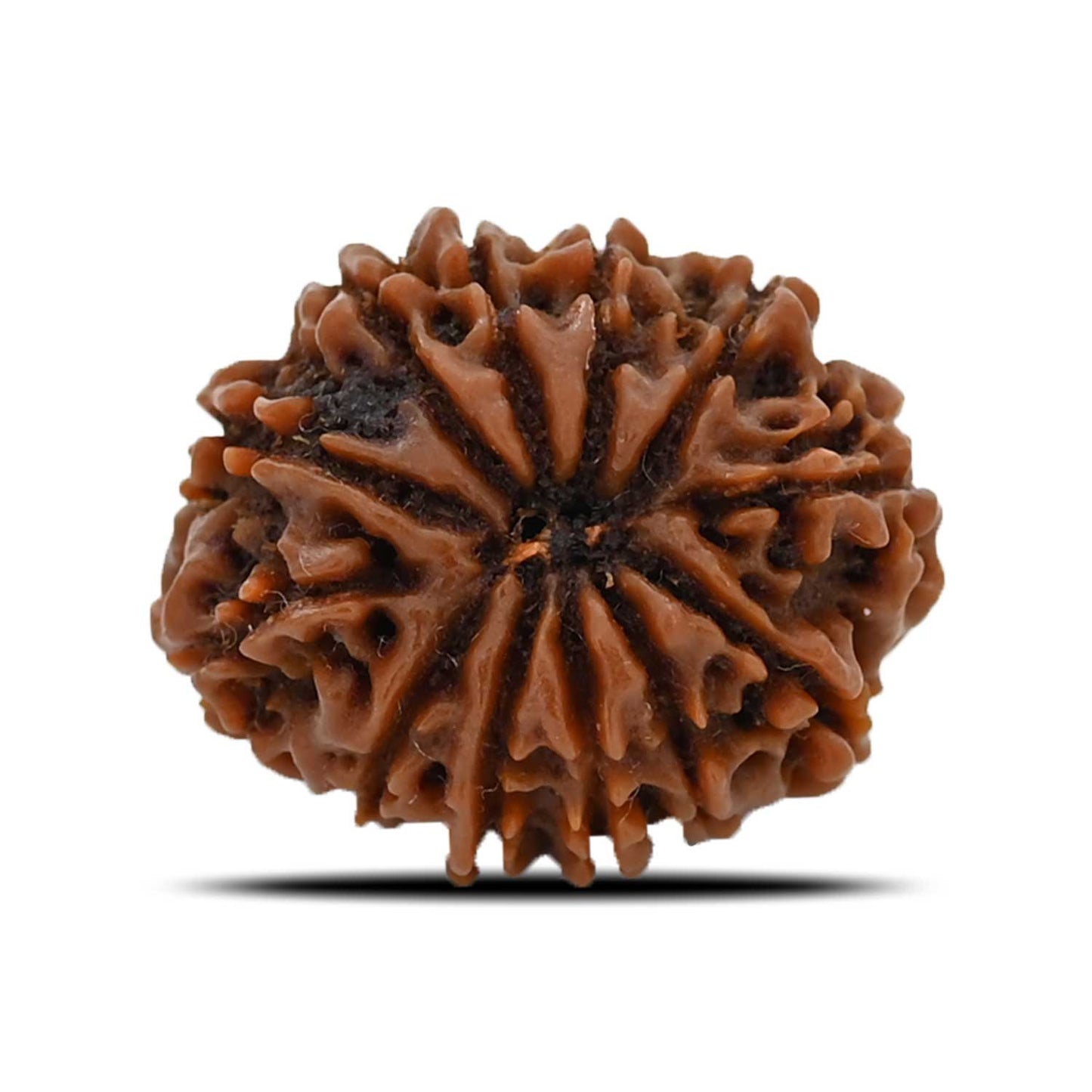 12 Mukhi Rudraksha (Nepal) 24.69 MM