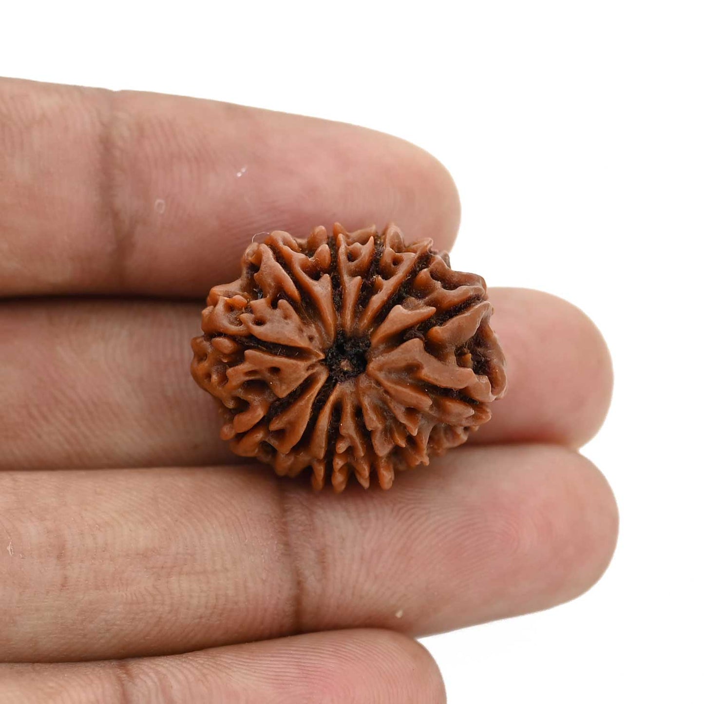 12 Mukhi Rudraksha (Nepal) 24.69 MM