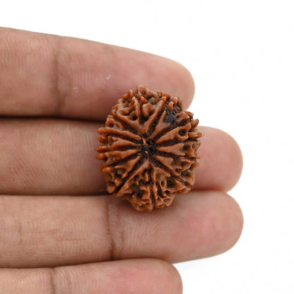 12 Mukhi Rudraksha (Nepal) 24.69 MM