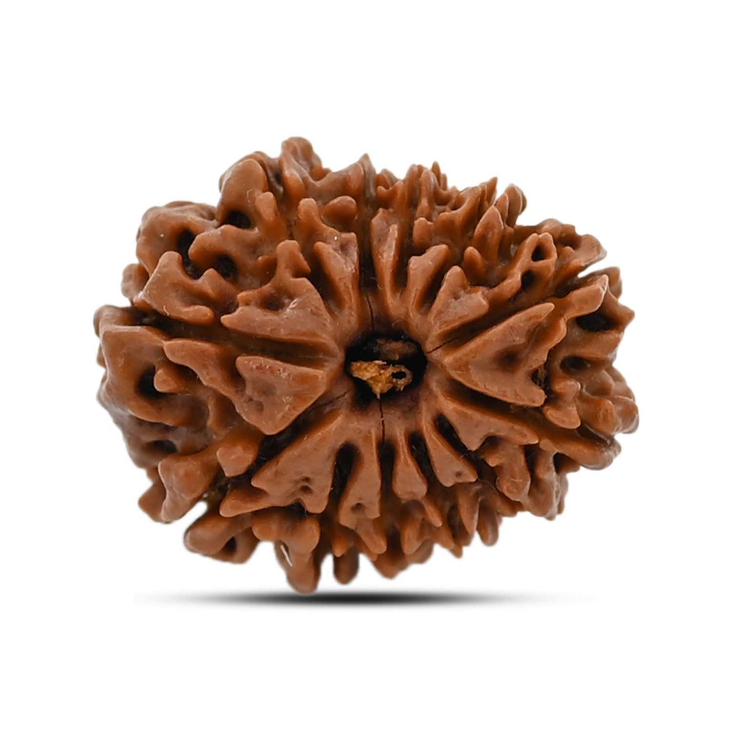 12 Mukhi Rudraksha (Nepal) 23.04 MM