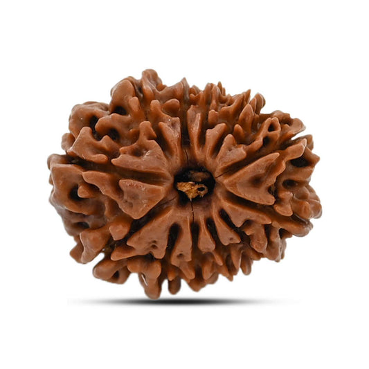 12 Mukhi Rudraksha (Nepal) 23.04 MM