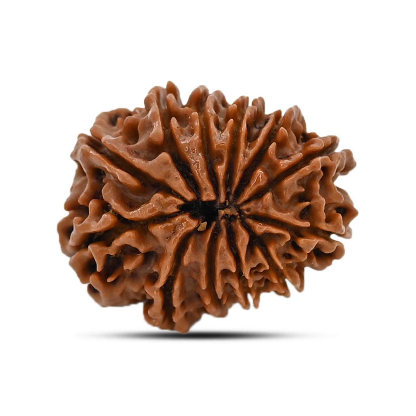12 Mukhi Rudraksha (Nepal) 23.04 MM