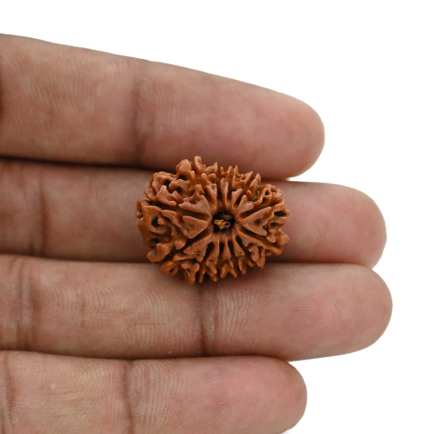 12 Mukhi Rudraksha (Nepal) 23.04 MM