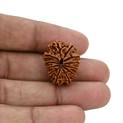 12 Mukhi Rudraksha (Nepal) 23.04 MM