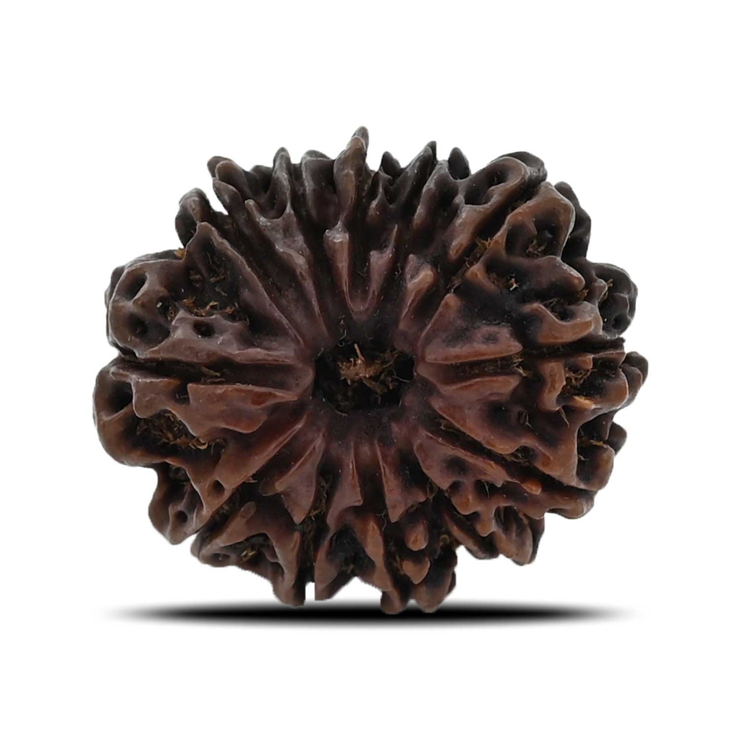 12 Mukhi Rudraksha (Nepal) 26.71 MM