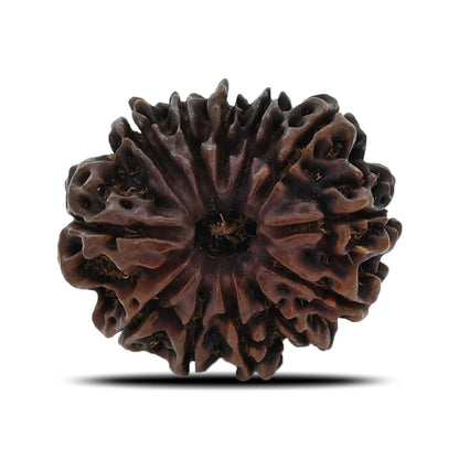12 Mukhi Rudraksha (Nepal) 26.71 MM