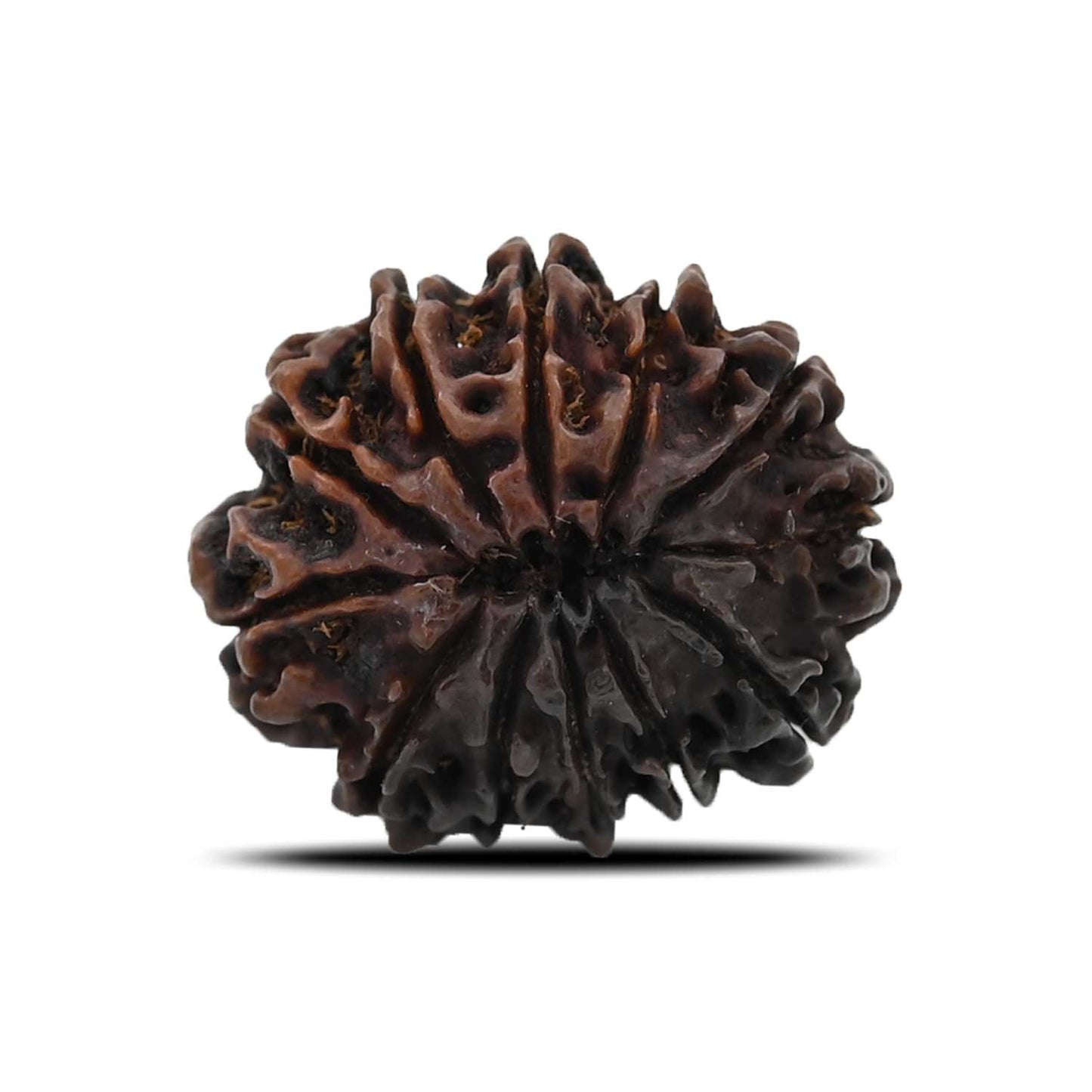 12 Mukhi Rudraksha (Nepal) 26.71 MM