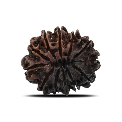 12 Mukhi Rudraksha (Nepal) 26.71 MM