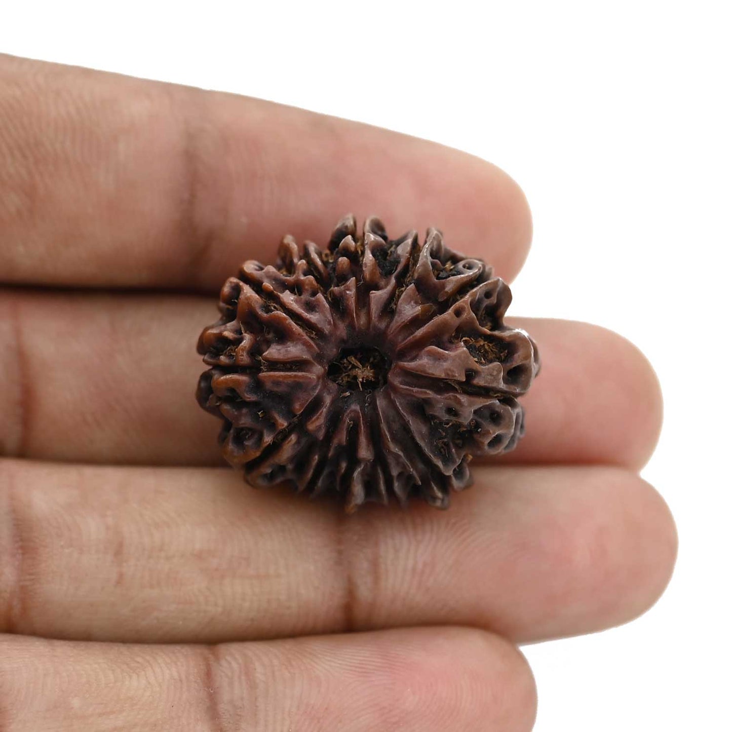 12 Mukhi Rudraksha (Nepal) 26.71 MM