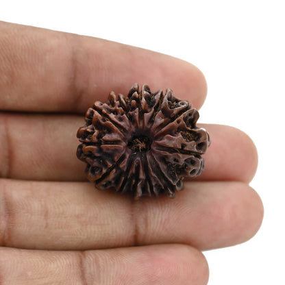 12 Mukhi Rudraksha (Nepal) 26.71 MM