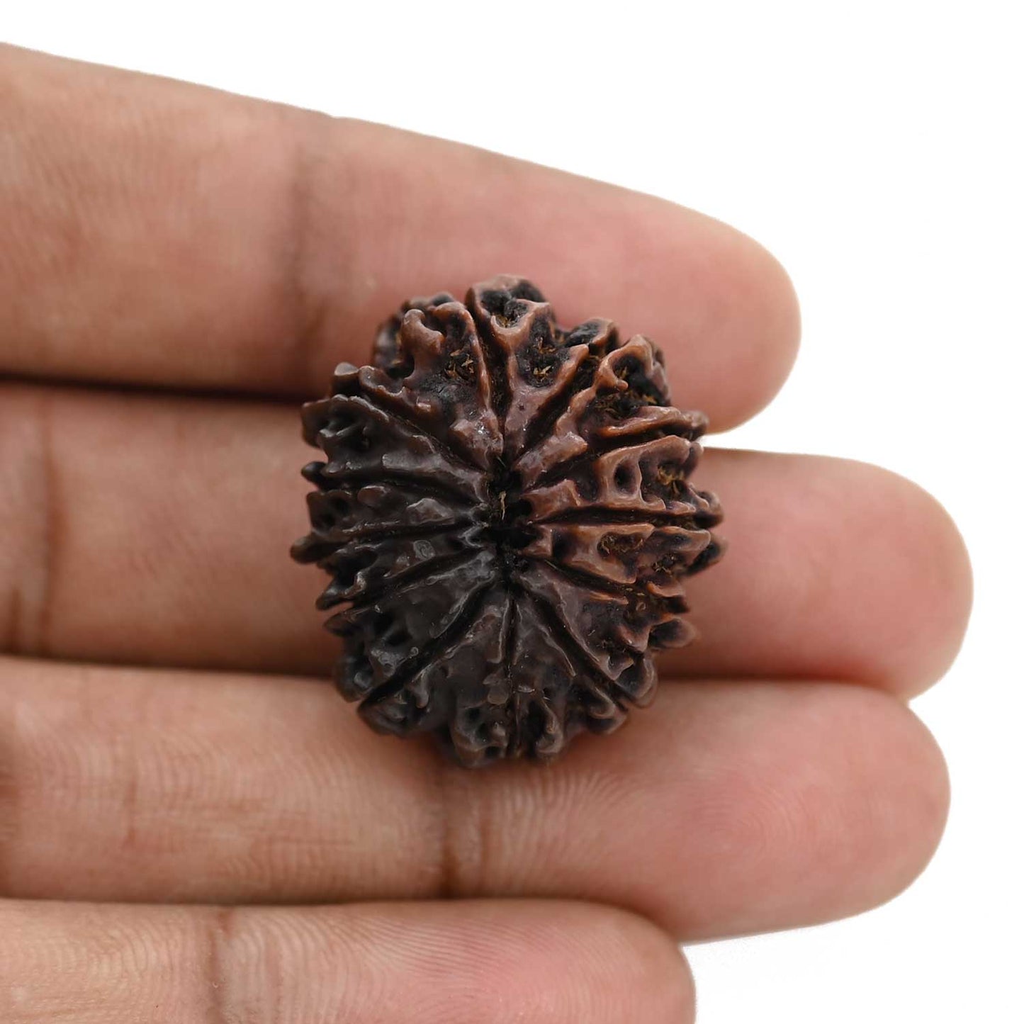 12 Mukhi Rudraksha (Nepal) 26.71 MM