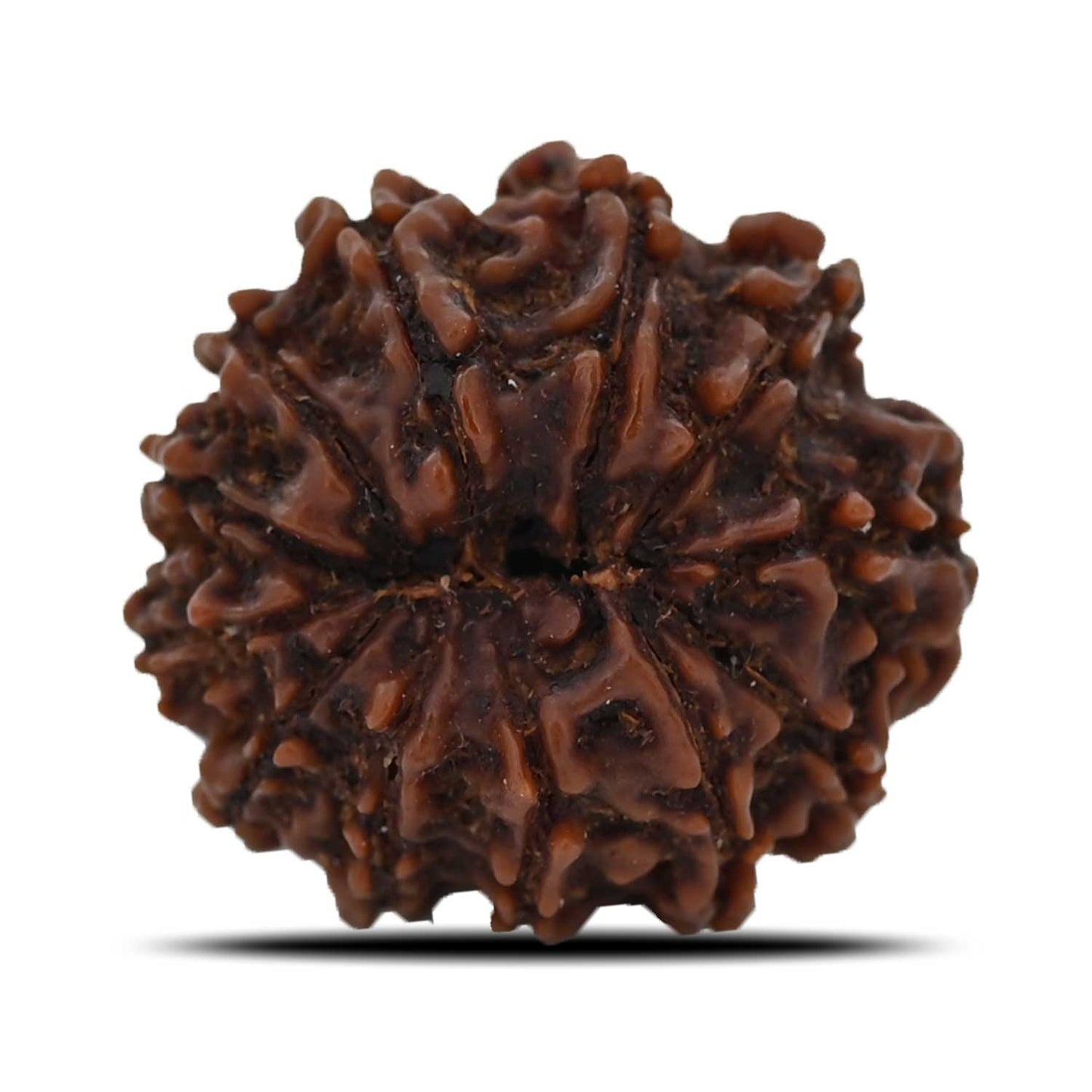 12 Mukhi Rudraksha (Nepal) 21.65 MM