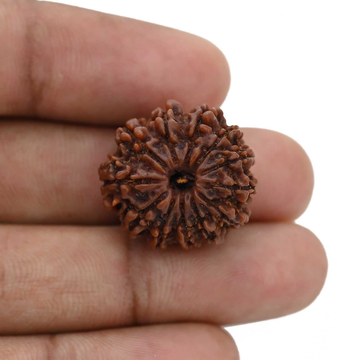 12 Mukhi Rudraksha (Nepal) 21.65 MM