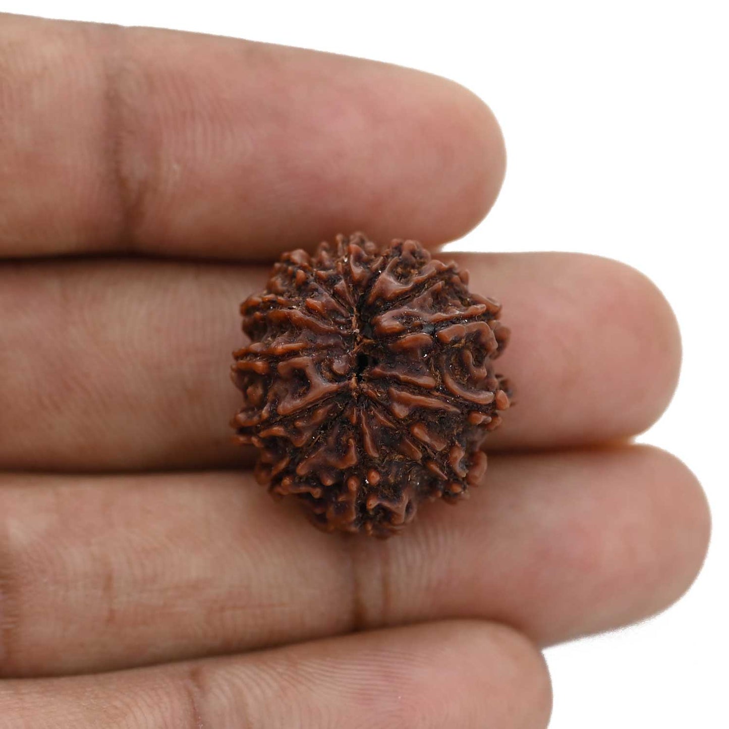 12 Mukhi Rudraksha (Nepal) 21.65 MM