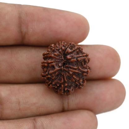 12 Mukhi Rudraksha (Nepal) 21.65 MM