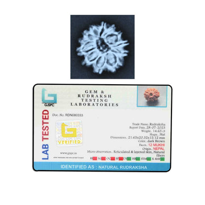 12 Mukhi Rudraksha (Nepal) 21.65 MM