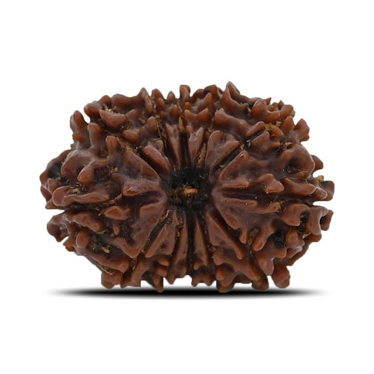 12 Mukhi Rudraksha (Nepal) 25.13 MM