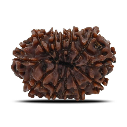 12 Mukhi Rudraksha (Nepal) 25.13 MM