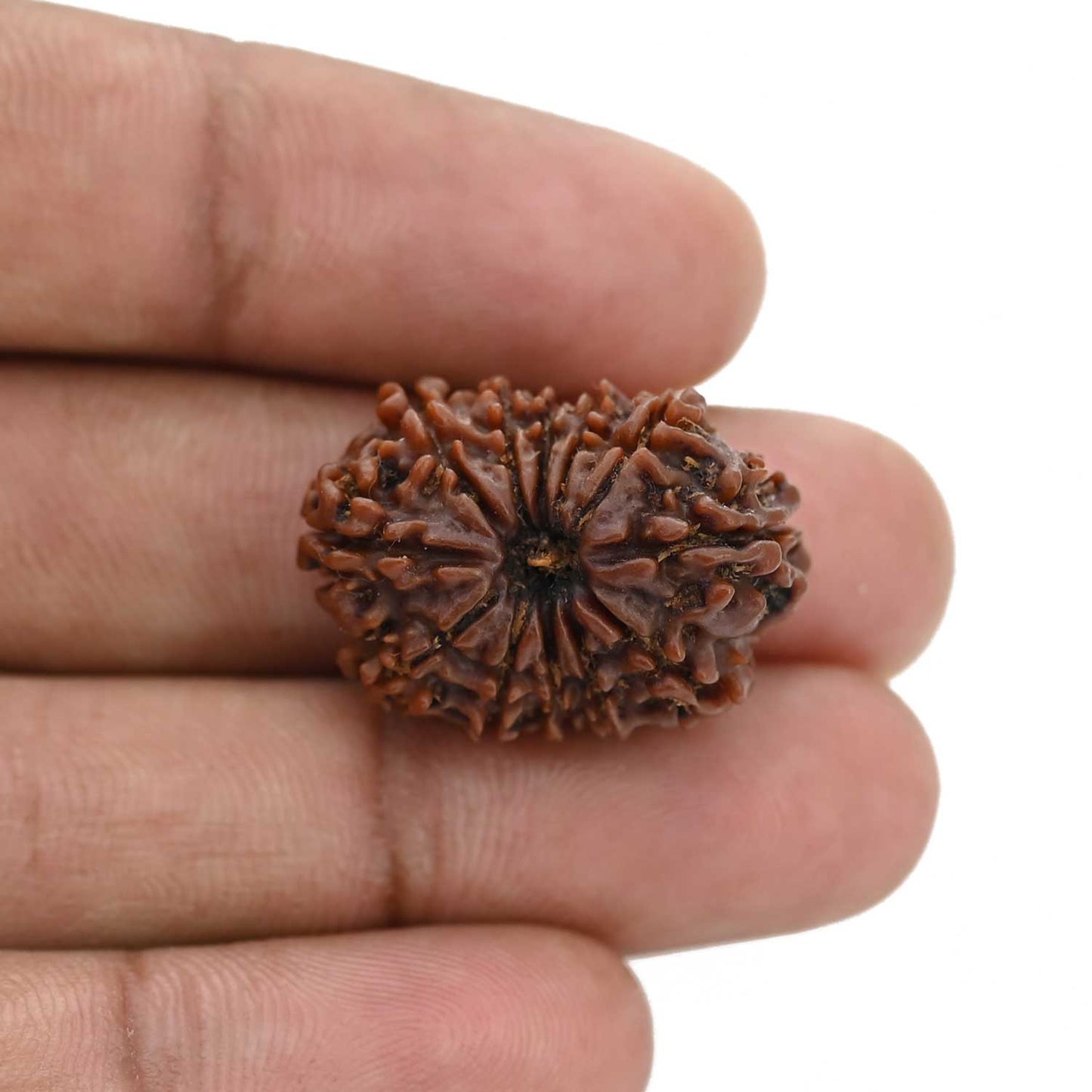 12 Mukhi Rudraksha (Nepal) 25.13 MM