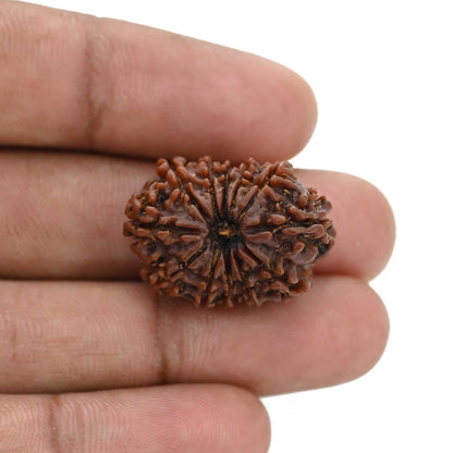 12 Mukhi Rudraksha (Nepal) 25.13 MM