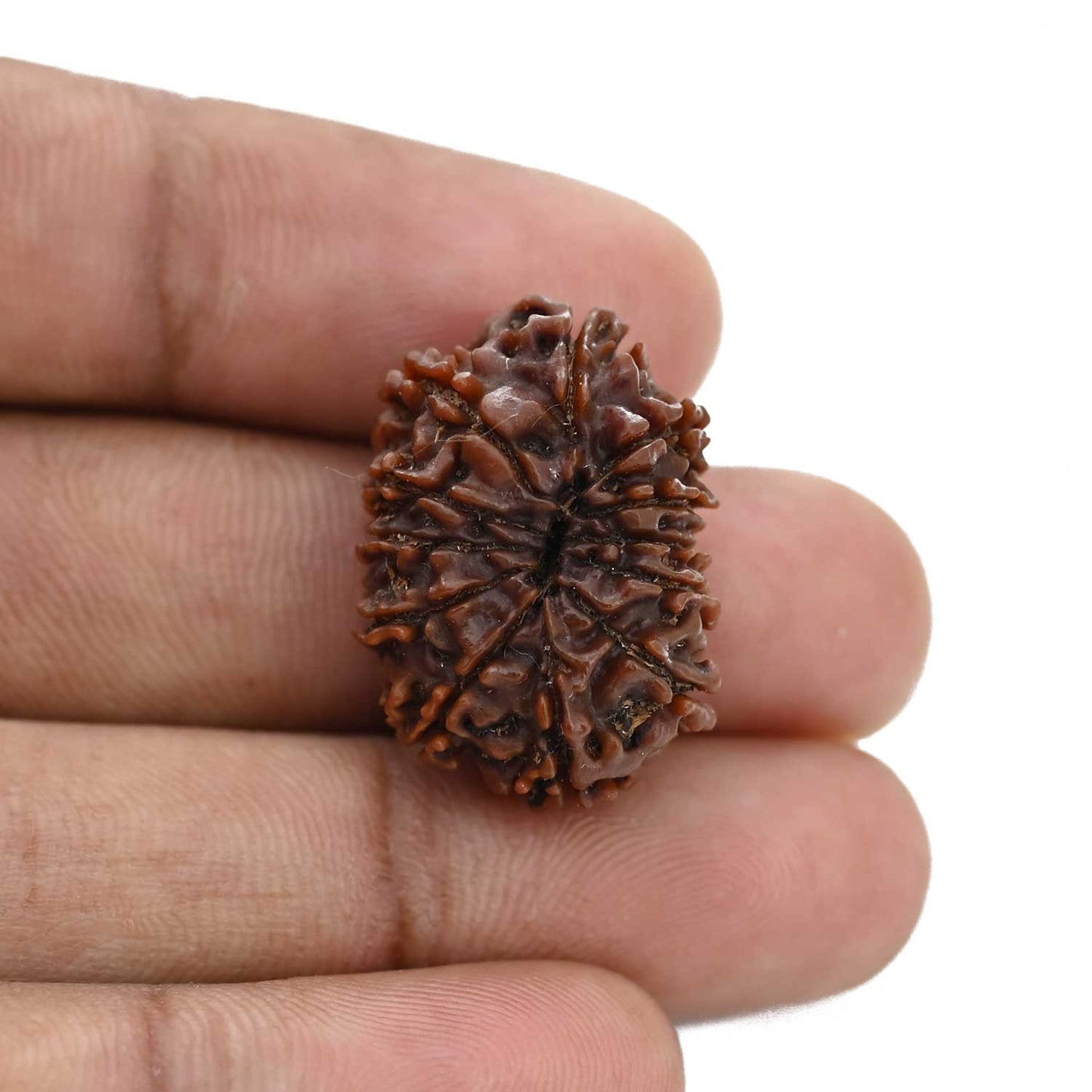 12 Mukhi Rudraksha (Nepal) 25.13 MM