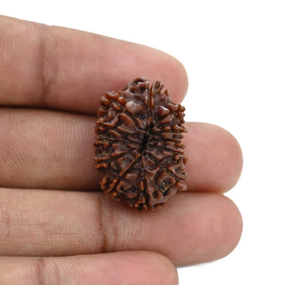 12 Mukhi Rudraksha (Nepal) 25.13 MM
