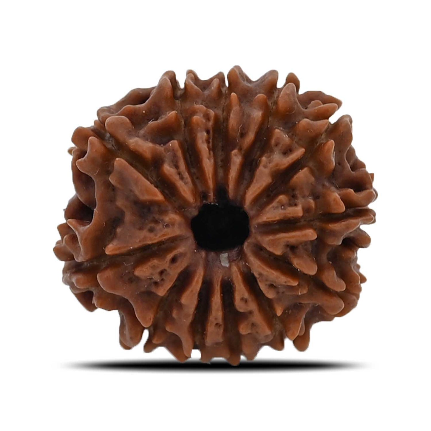 12 Mukhi Rudraksha (Nepal) 22.35 MM
