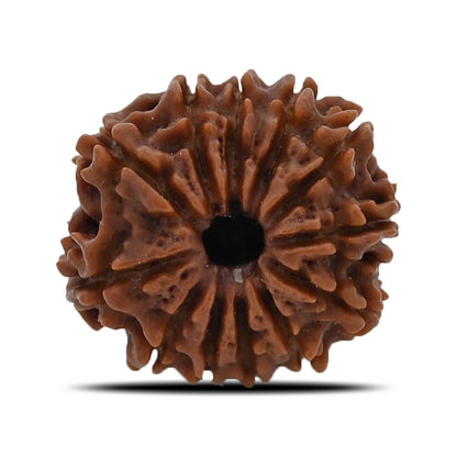 12 Mukhi Rudraksha (Nepal) 22.35 MM