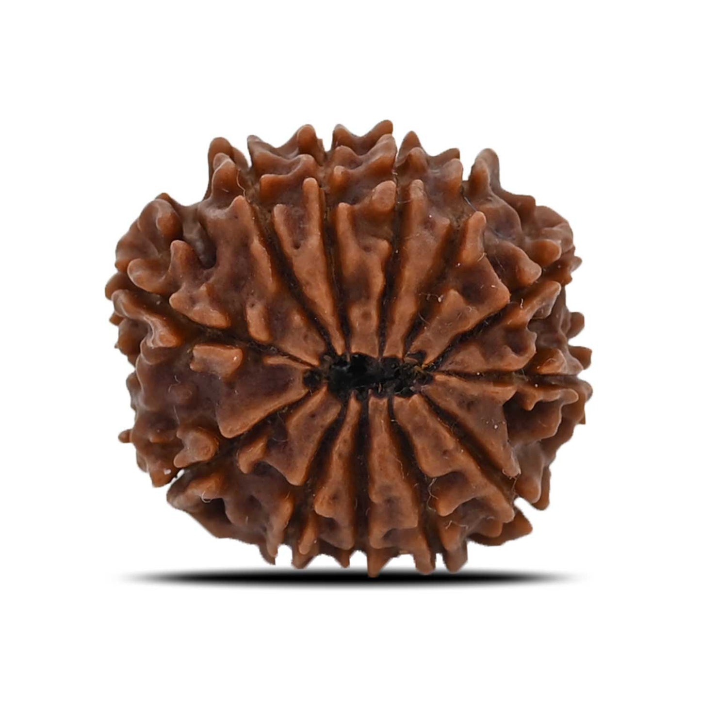 12 Mukhi Rudraksha (Nepal) 22.35 MM