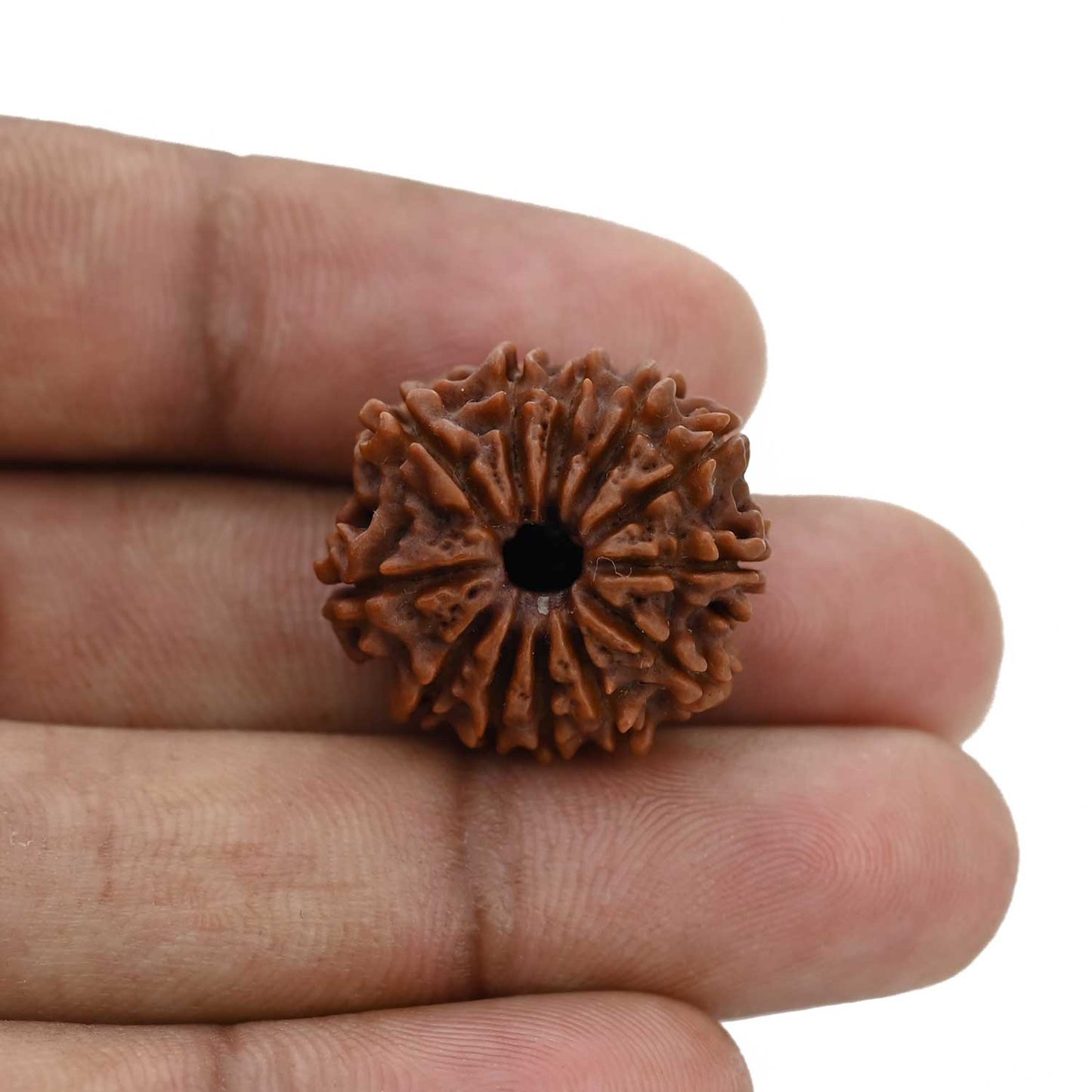 12 Mukhi Rudraksha (Nepal) 22.35 MM