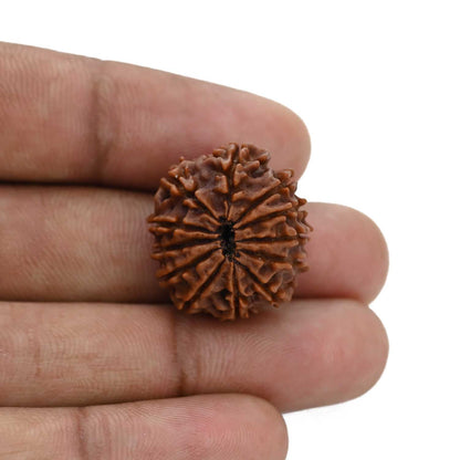 12 Mukhi Rudraksha (Nepal) 22.35 MM