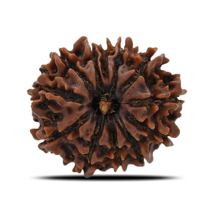 12 Mukhi Rudraksha (Nepal) 20.93 MM