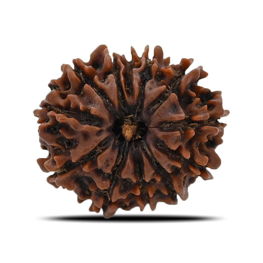 12 Mukhi Rudraksha (Nepal) 20.93 MM