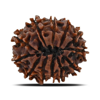 12 Mukhi Rudraksha (Nepal) 20.93 MM