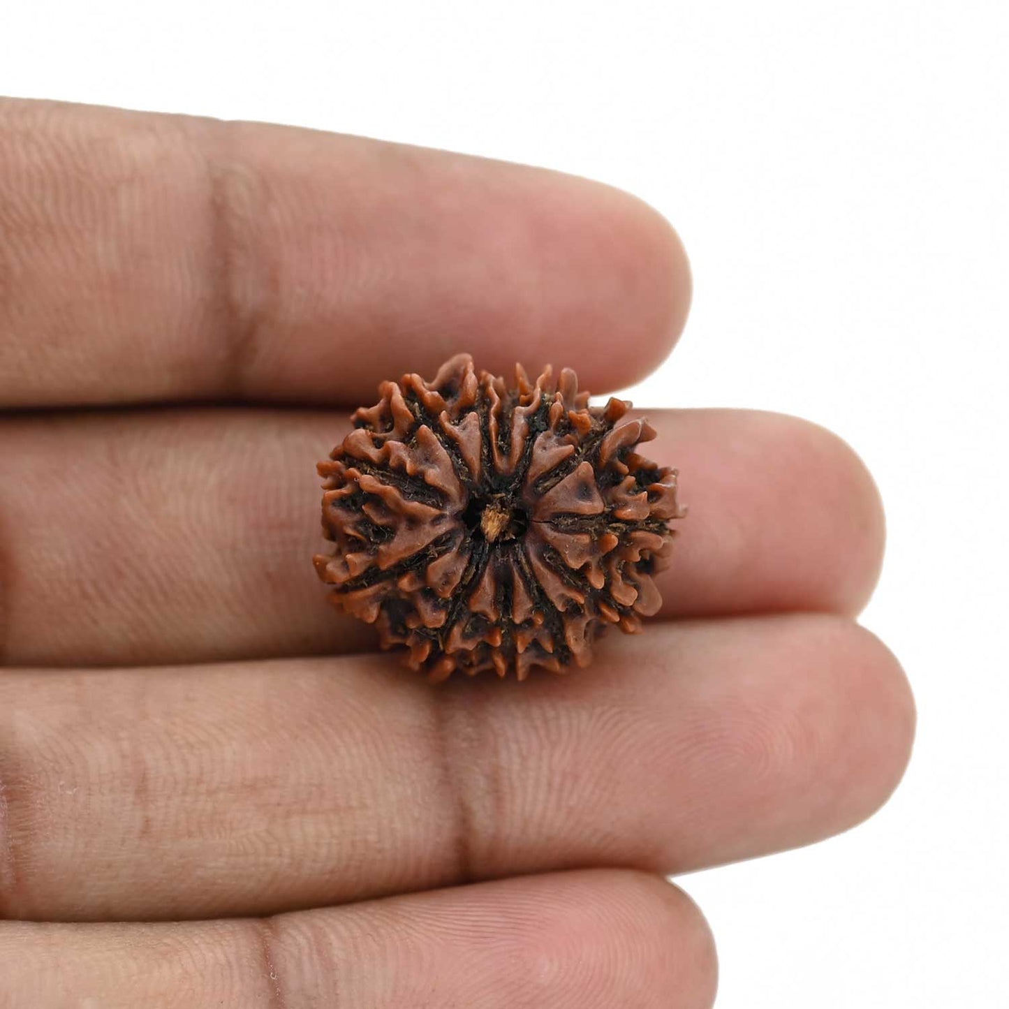 12 Mukhi Rudraksha (Nepal) 20.93 MM