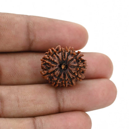 12 Mukhi Rudraksha (Nepal) 20.93 MM